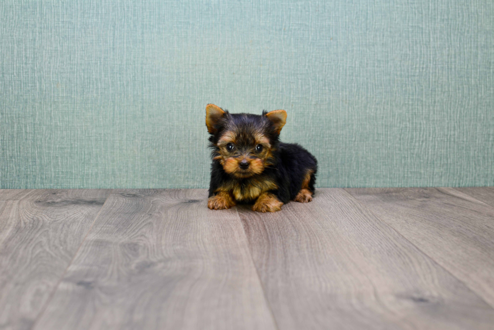 Meet Goldie - our Yorkshire Terrier Puppy Photo 