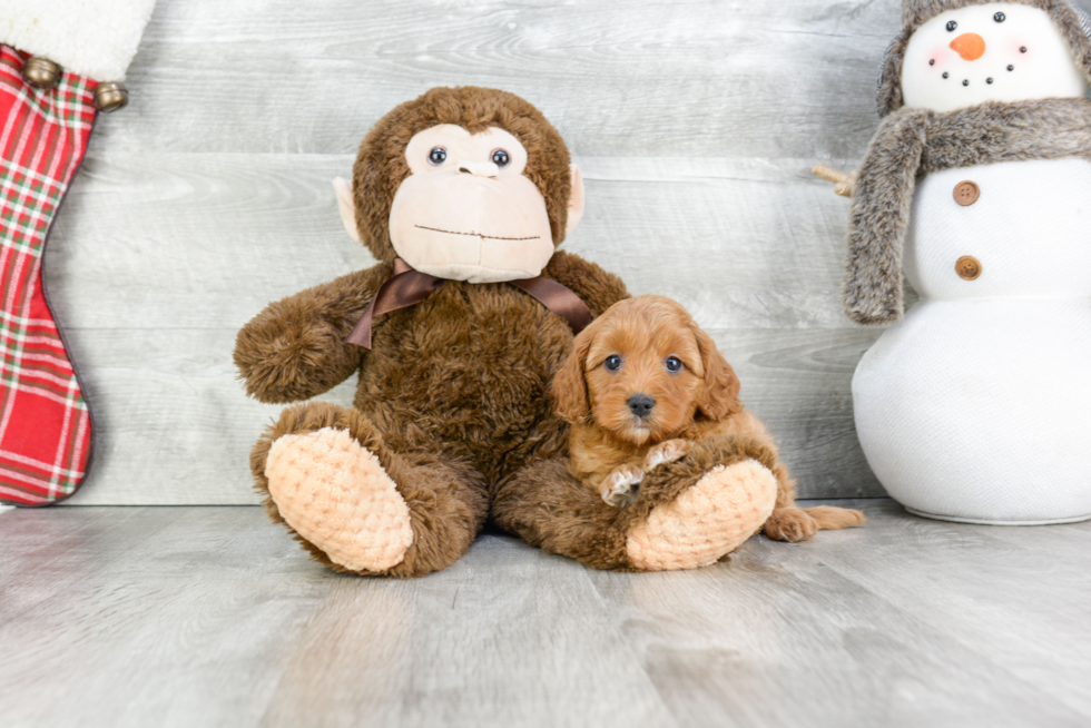 Adorable Cavoodle Poodle Mix Puppy