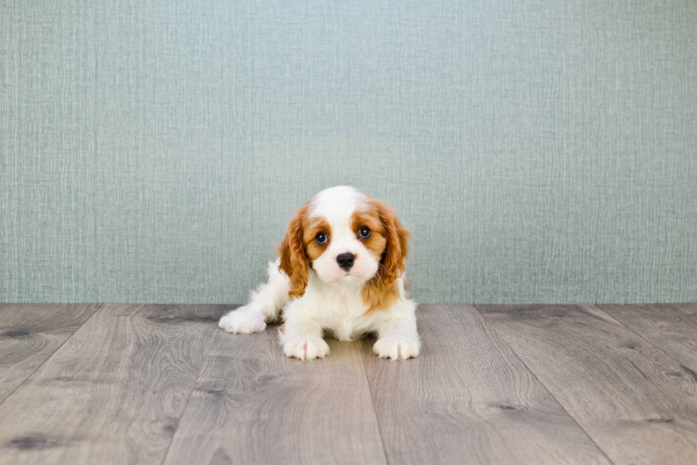 Best Cavalier King Charles Spaniel Baby