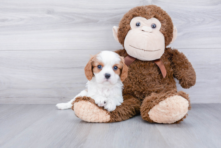 Cavalier King Charles Spaniel Puppy for Adoption