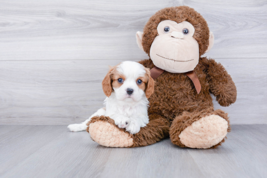 Cavalier King Charles Spaniel Puppy for Adoption