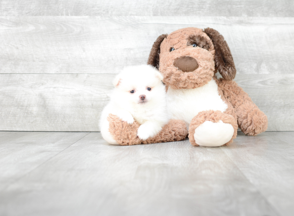 Friendly Pomeranian Purebred Pup