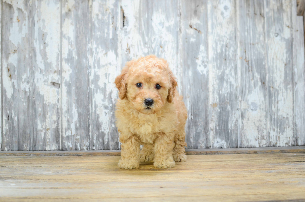 Mini Goldendoodle Pup Being Cute