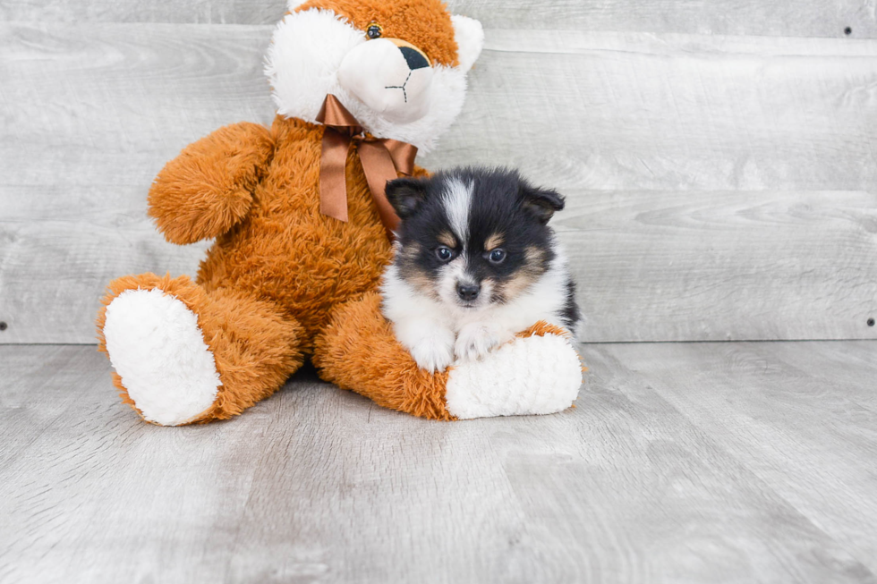 Akc Registered Pomeranian Baby