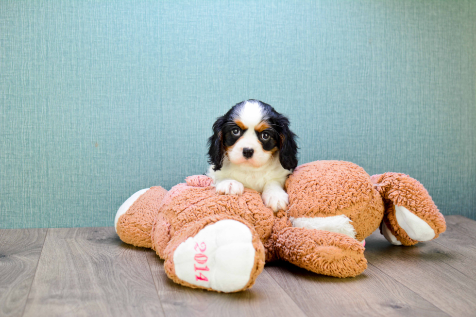 Little Cavalier King Charles Spaniel Purebred Pup