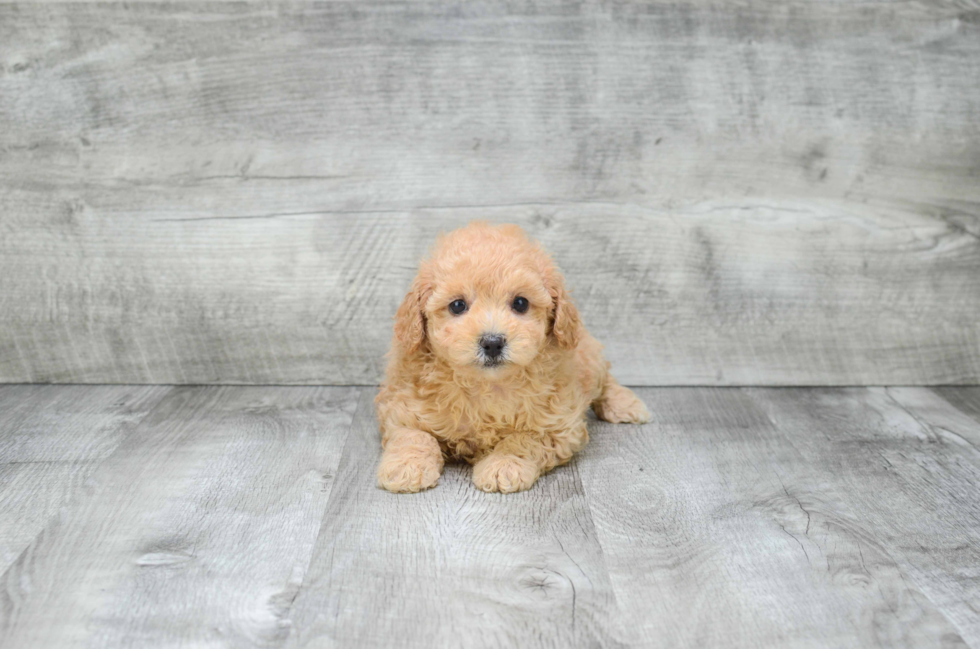 Small Poodle Purebred Pup