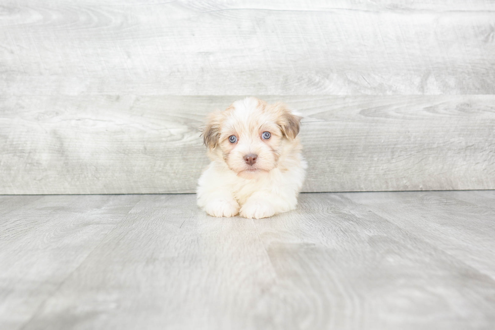 Havanese Pup Being Cute