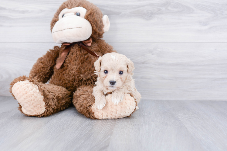 Friendly Cavapoo Baby