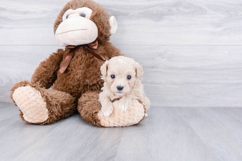 Friendly Cavapoo Baby