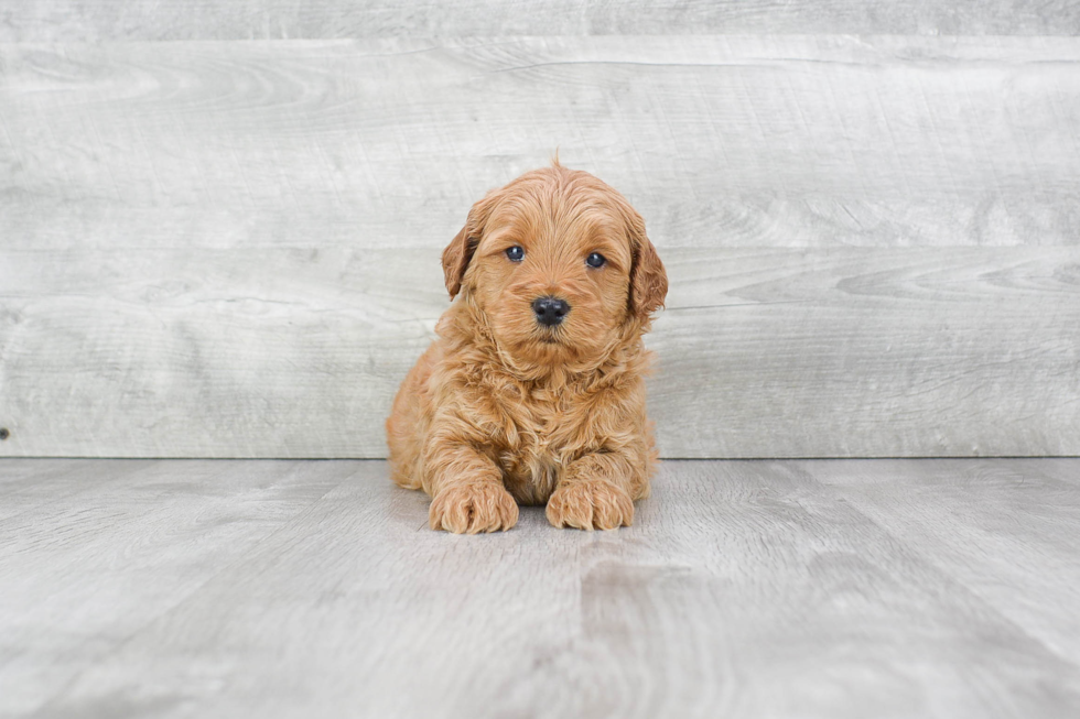 Little Golden Retriever Poodle Mix Puppy