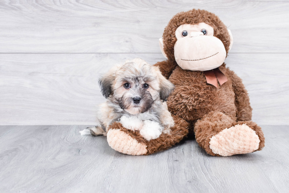 Petite Havanese Purebred Puppy