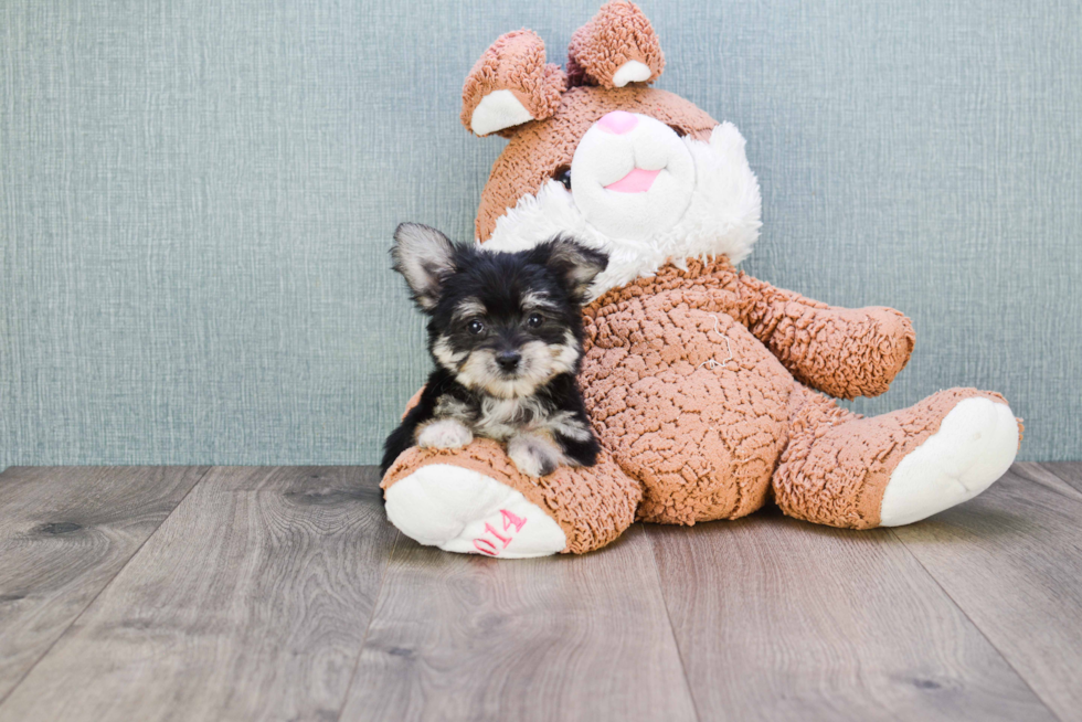 Morkie Pup Being Cute