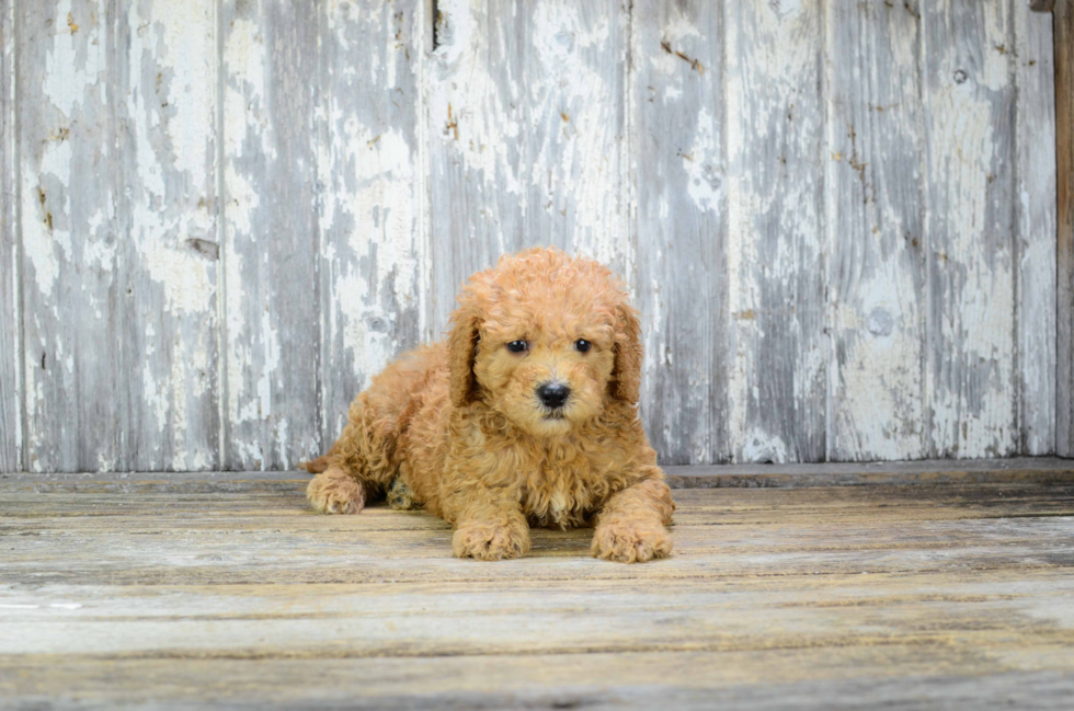 Mini Goldendoodle Pup Being Cute