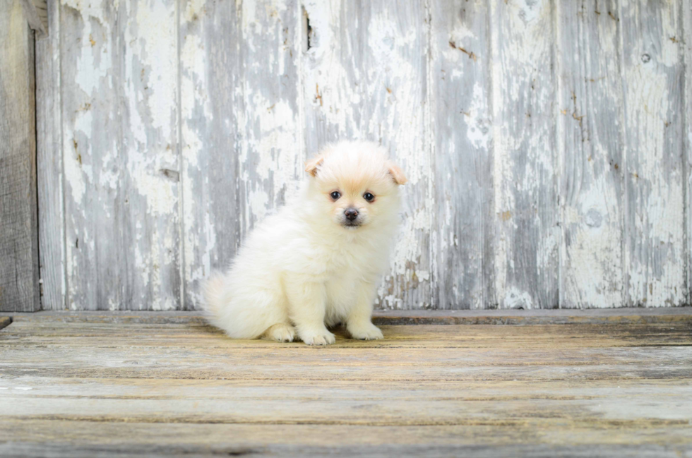 Smart Pomeranian Purebred Puppy