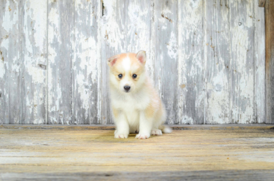 Pomsky Pup Being Cute