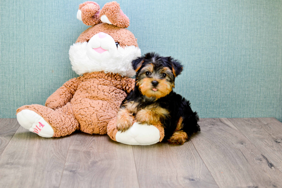 Meet Lisa - our Yorkshire Terrier Puppy Photo 