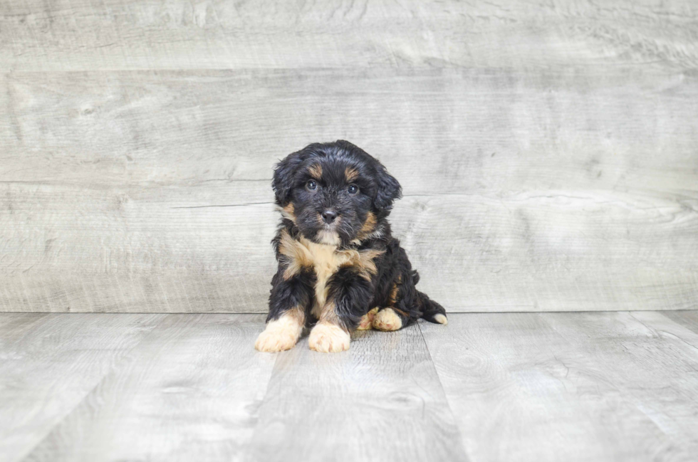 Cute Mini Bernedoodle Baby