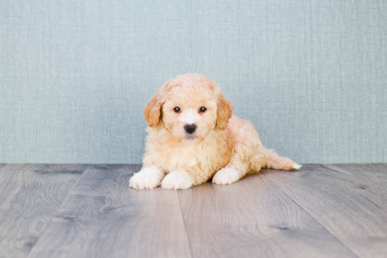 Best Mini Goldendoodle Baby