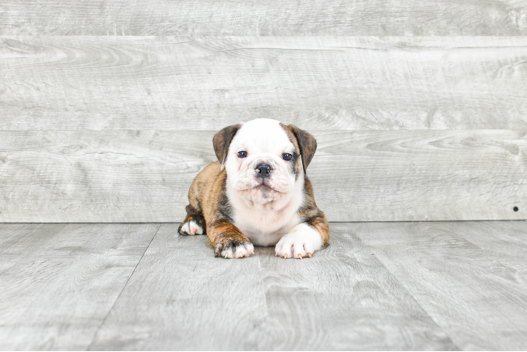 Cute English Bulldog Mix Pup