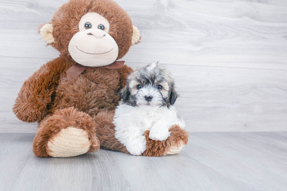 Friendly Havanese Purebred Pup