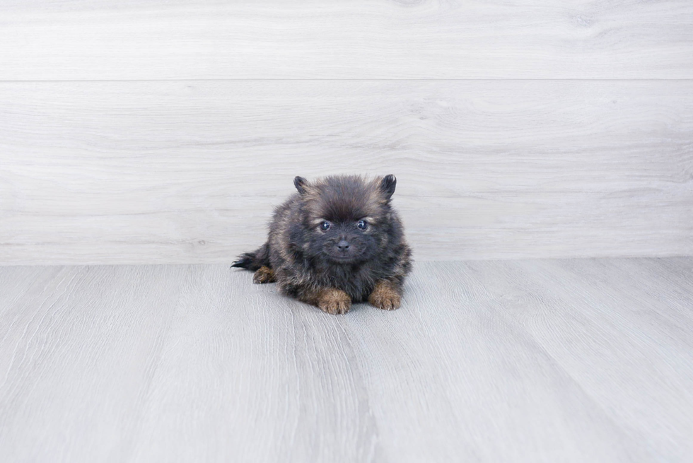 Little Pomeranian Purebred Pup
