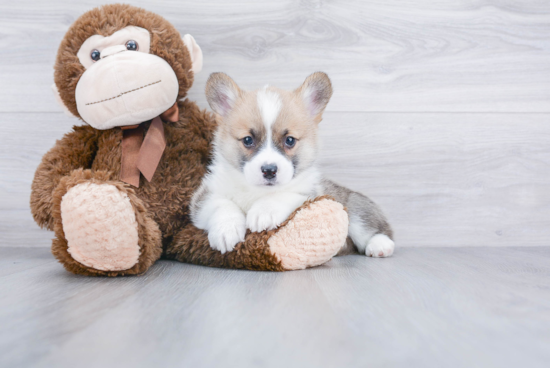 Cute Corgi Purebred Puppy