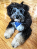 Mini Aussiedoodle Being Cute