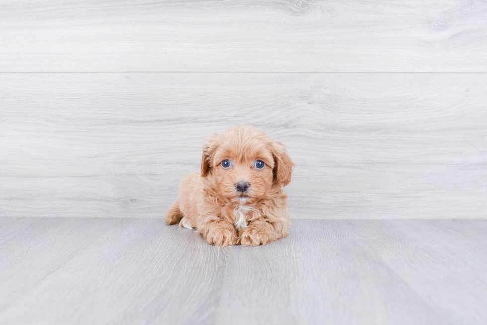 Havanese Pup Being Cute