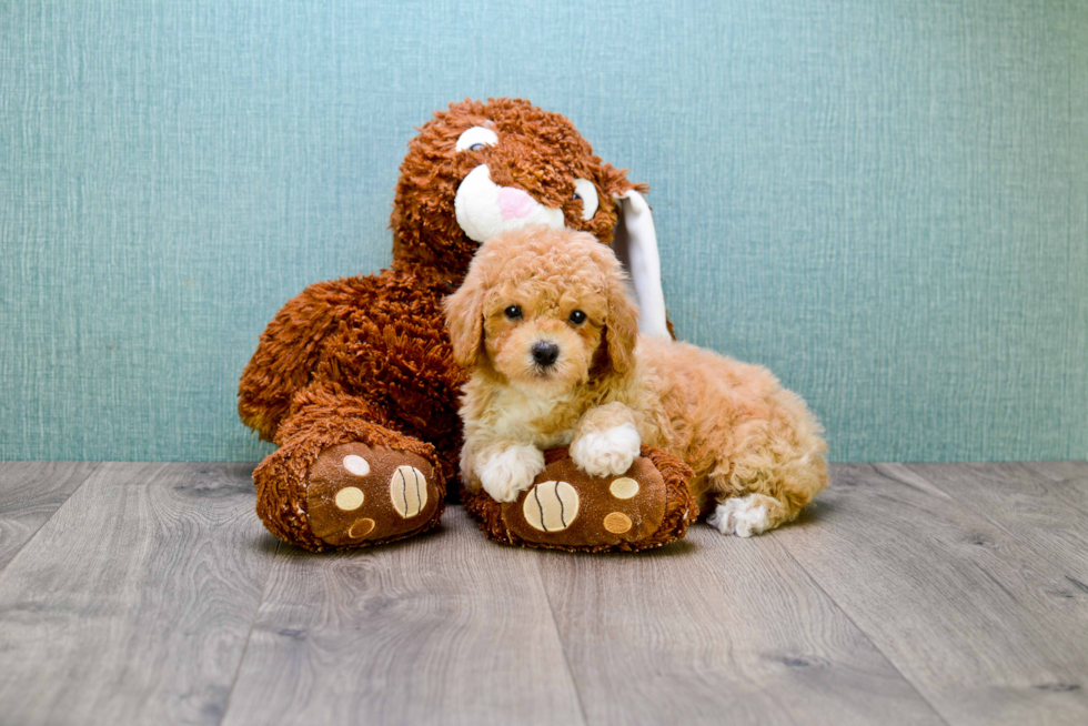 Cavapoo Puppy for Adoption