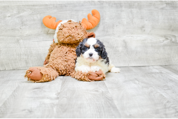 Cavapoo Pup Being Cute