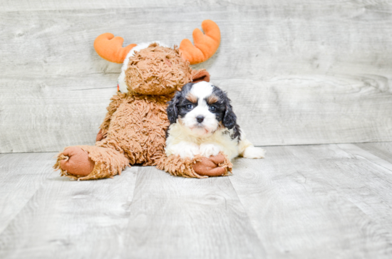 Cavapoo Pup Being Cute