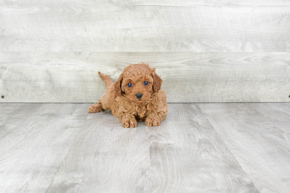 Cavapoo Puppy for Adoption