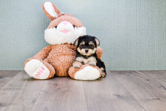 Morkie Pup Being Cute