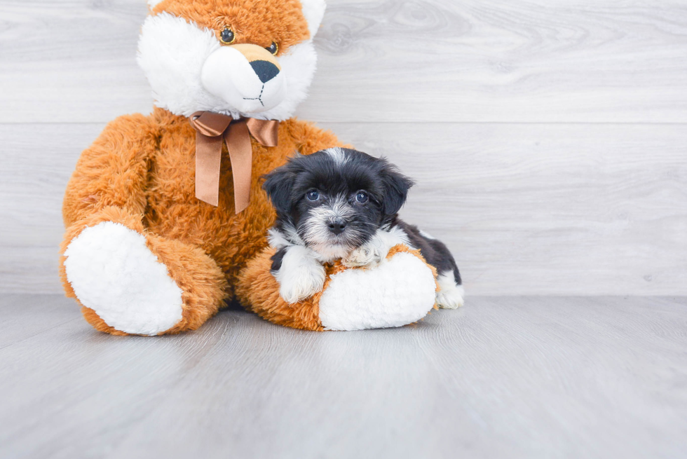 Akc Registered Havanese Purebred Pup