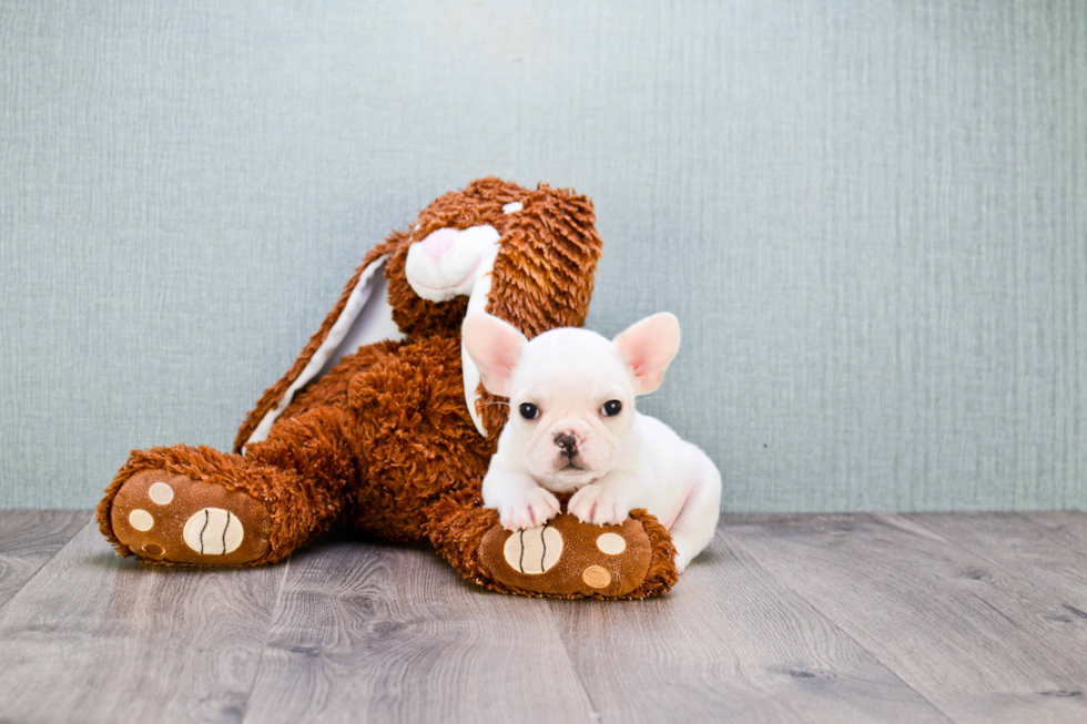 French Bulldog Pup Being Cute