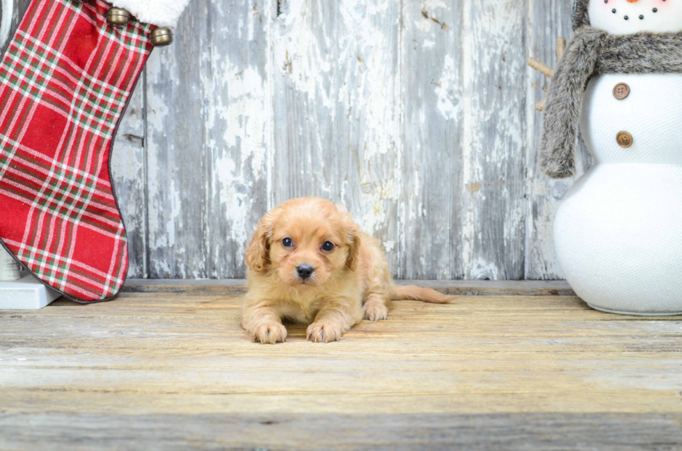 Cute Cavapoo Baby