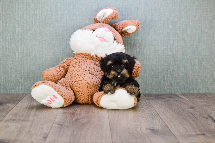 Funny Yorkie Poo Poodle Mix Pup