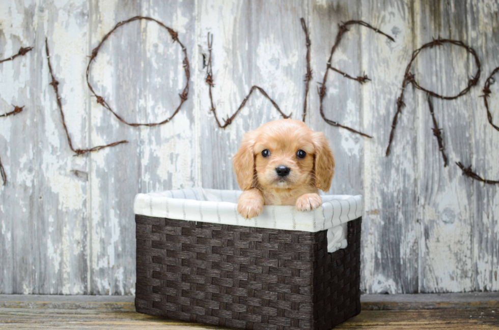 Cavalier King Charles Spaniel Pup Being Cute