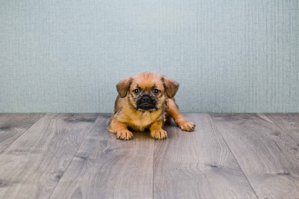 Cute Brussels Griffon Baby