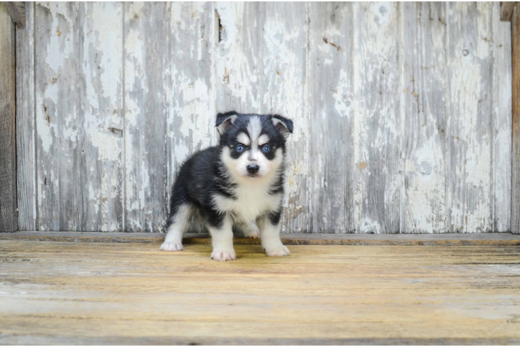 Pomsky Puppy for Adoption