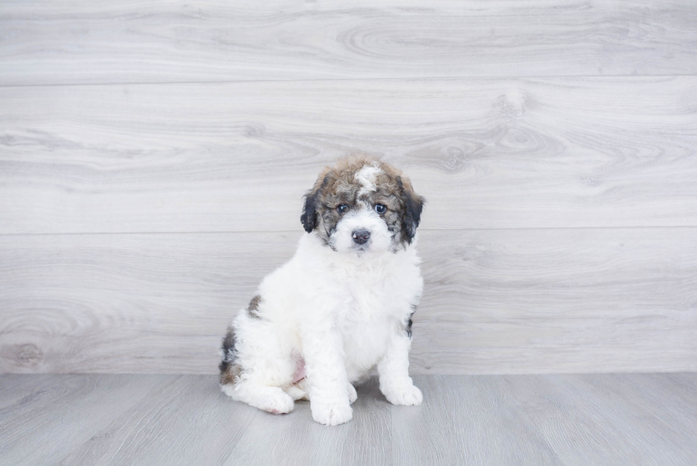 Popular Mini Bernedoodle Poodle Mix Pup