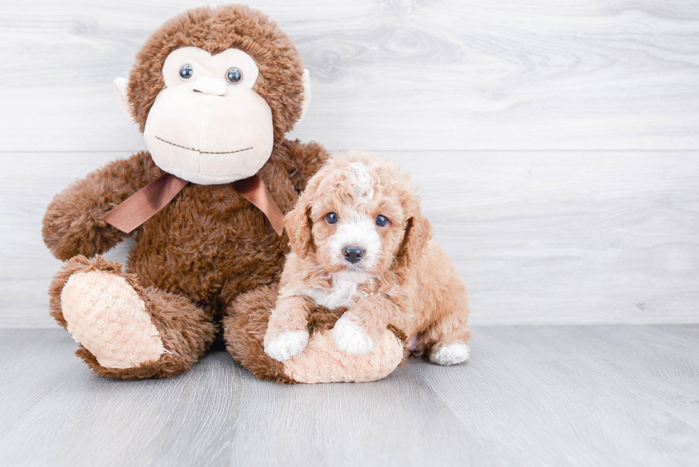 Happy Cavapoo Baby