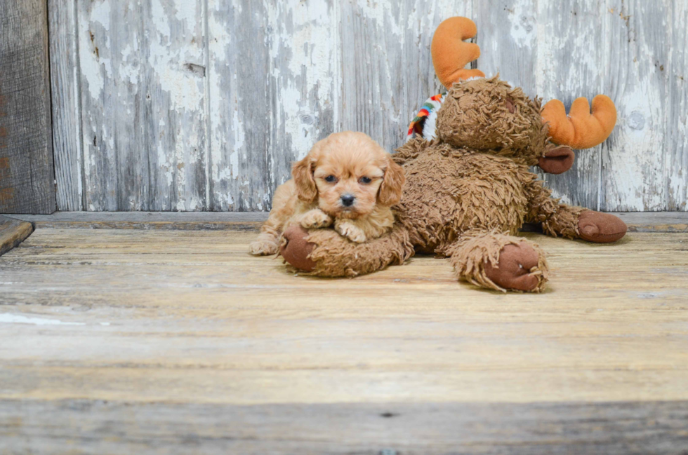 Cavachon Puppy for Adoption