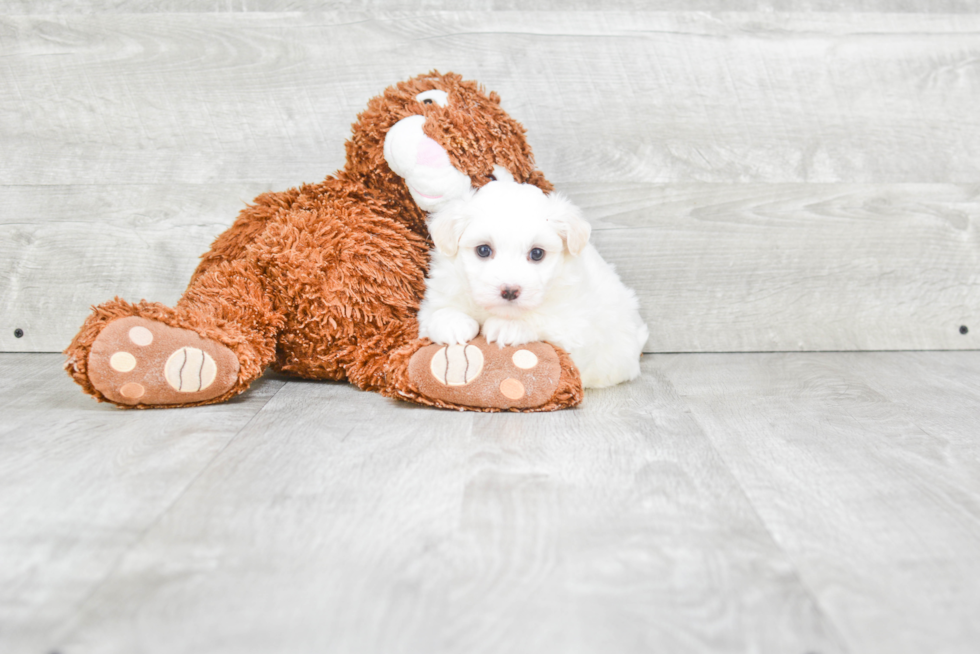 Smart Havanese Purebred Puppy