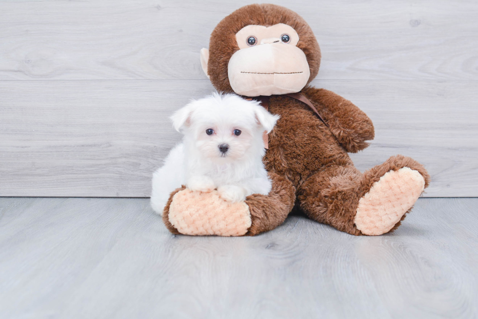 Popular Maltese Baby