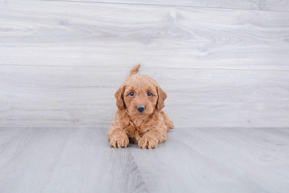 Funny Mini Labradoodle Poodle Mix Pup