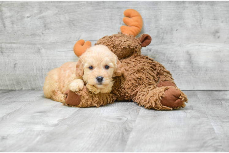 Playful Golden Retriever Poodle Mix Puppy