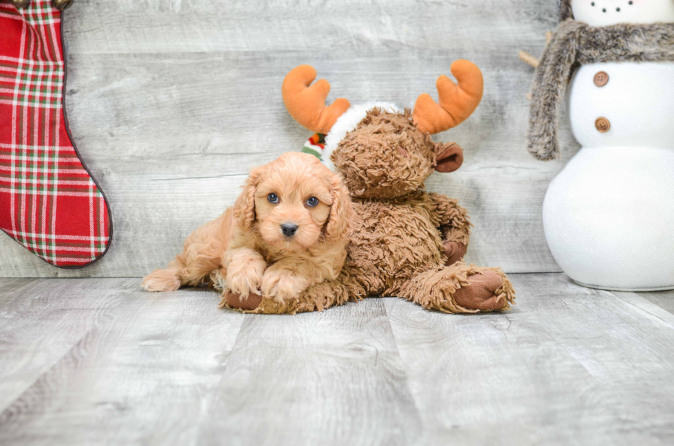 Best Cavapoo Baby