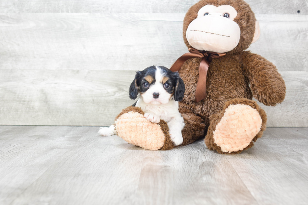 Popular Cavalier King Charles Spaniel Purebred Pup