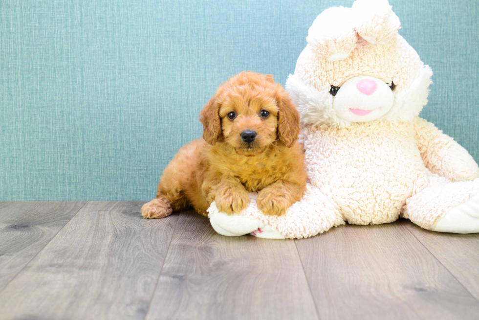 Playful Golden Retriever Poodle Mix Puppy